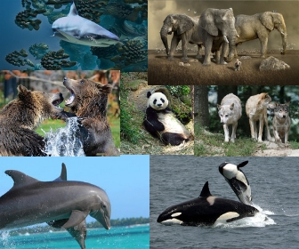 We Love All Wildlife