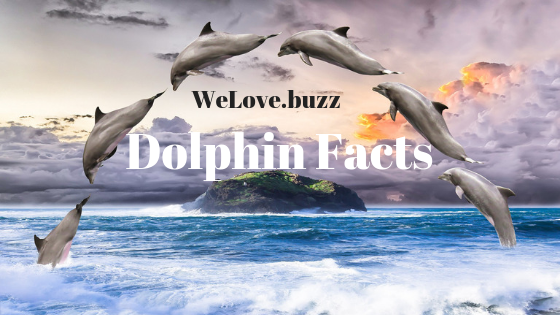 Cool Dolphin Facts