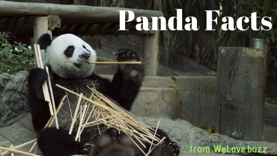 What You May Not Have Known About Pandas