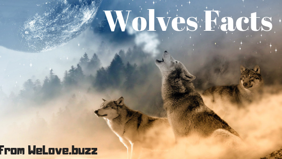 Facts about Wolves