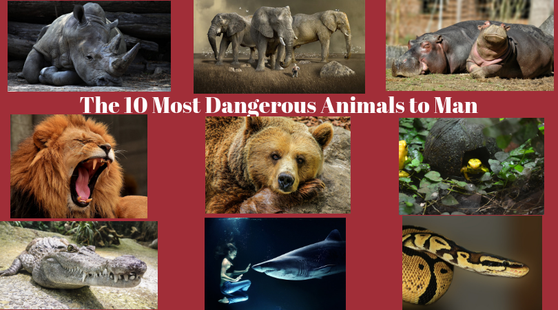 The 10 Most Dangerous Animals to Man