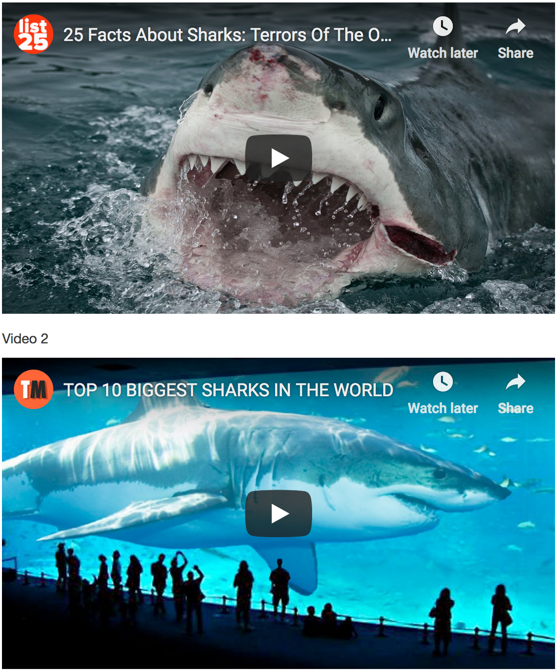 Must See YouTube Video About Sharks