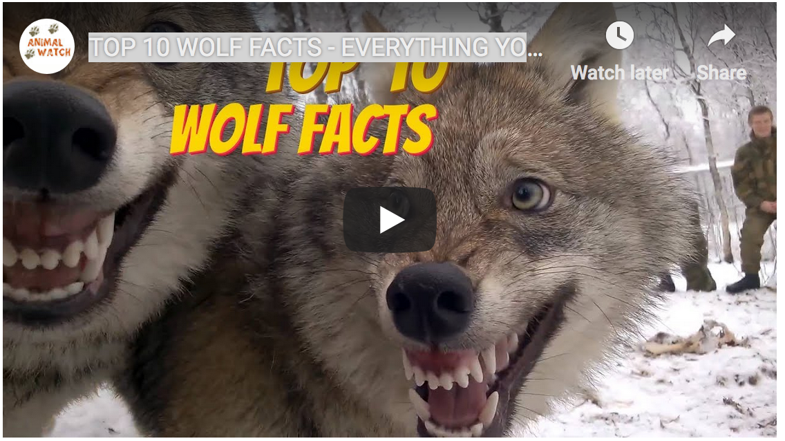 Interesting Videos about Wolves